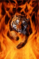 patoosek